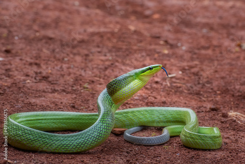 the red-tailed green ratsnake in strike position