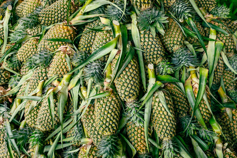 Pineapple background, lots of ripe yellow pineapples at market asia fruit food pineaple. Sri Lanka. Pineapple background, lots of ripe yellow pineapples at market asia fruit food pineaple. Sri Lanka.