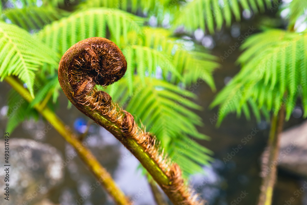 New Zealand Iconic Fern Koru New Zealand Iconic Fern Koru