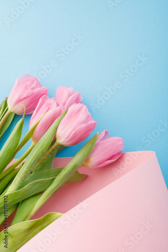 bouquet of pink tulips on a pink-blue background