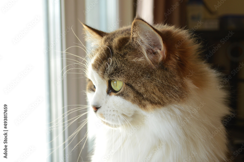 Close-up of fluffy highland straight cat looking in window