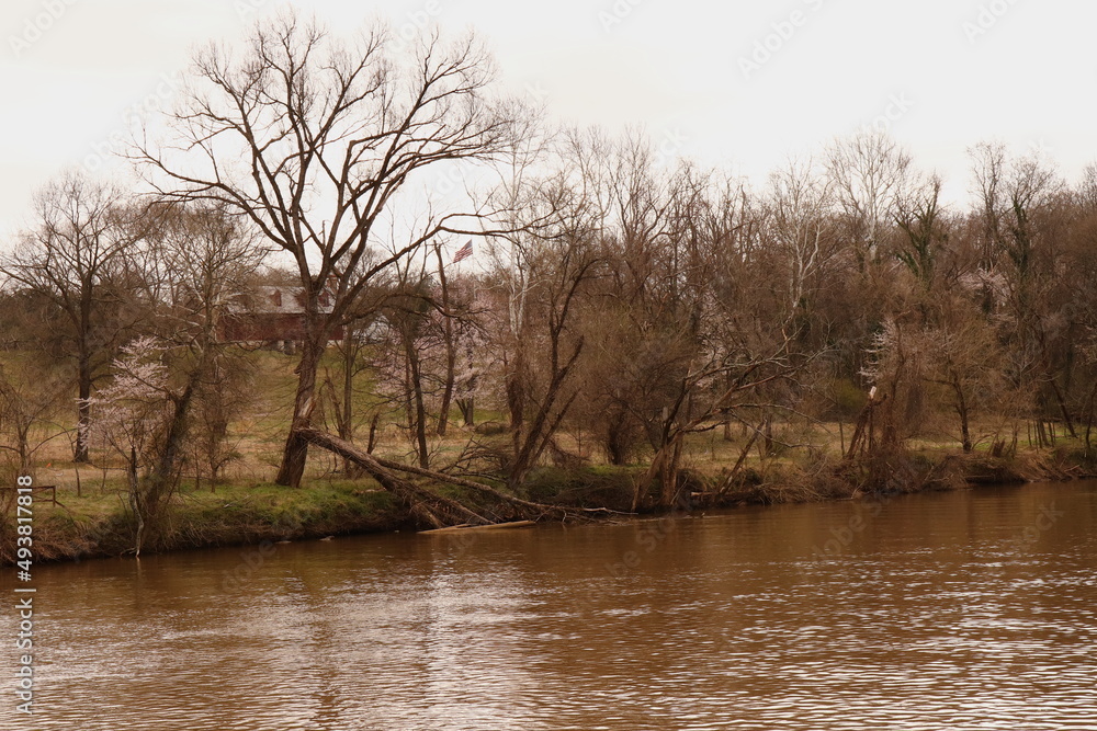 Muddy Water, Bare Trees, Early Spring River Scene Muddy Water, Bare Trees, Early Spring River Scene