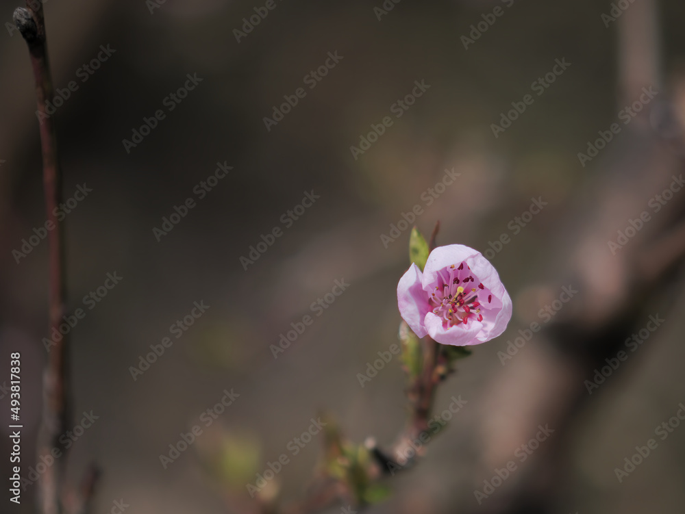 Selective focus shot of nectarine buds on twigs with a blurry background Selective focus shot of nectarine buds on twigs with a blurry background