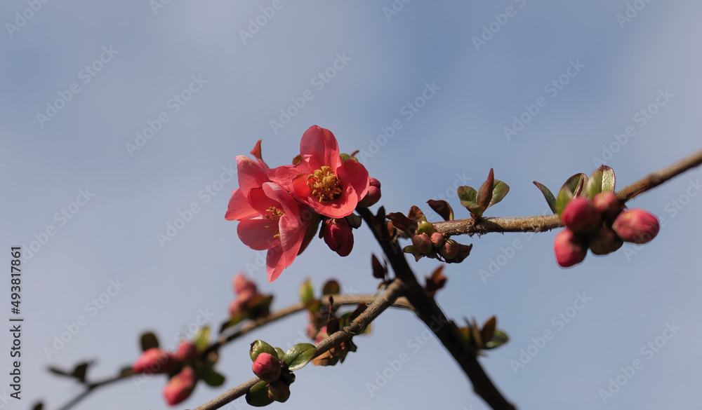 Close-up shot of blooming Japanese Quince buds with sky in the background Close-up shot of blooming Japanese Quince buds with sky in the background