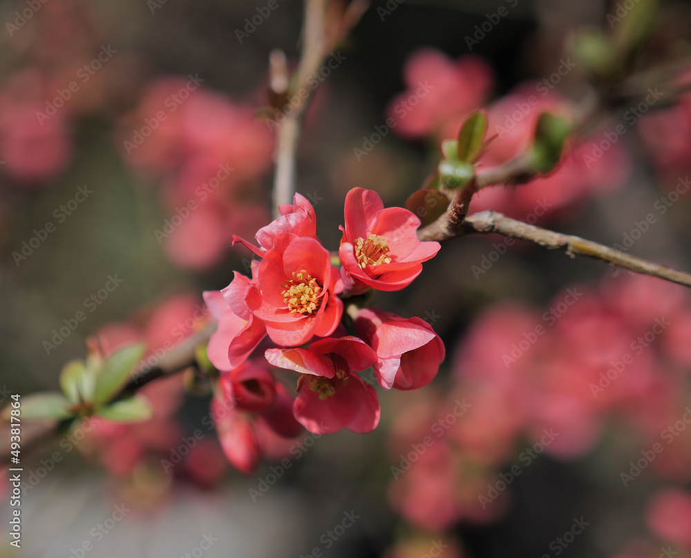 Close-up shot of blooming Japanese Quince buds with a blurry background Close-up shot of blooming Japanese Quince buds with a blurry background