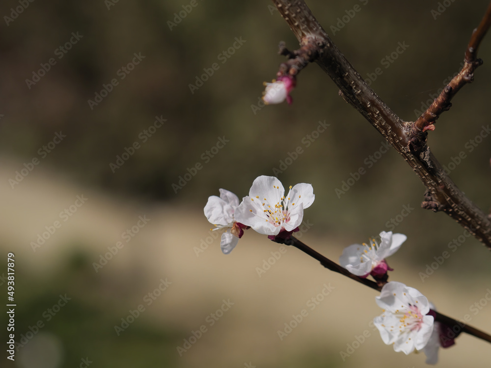 Close-up picture of blooming Apricot buds on twigs with a blurry background Close-up picture of blooming Apricot buds on twigs with a blurry background