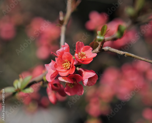 Close-up shot of blooming Japanese Quince buds with a blurry background