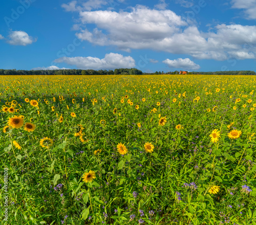 Sonnenblumenfeld © Blickfang