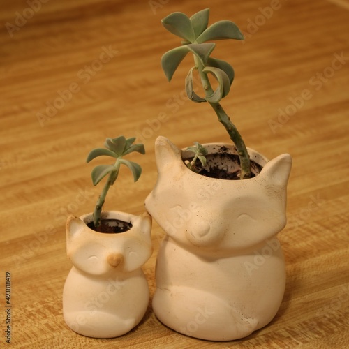 succulents in matching fox pots