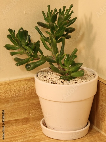 jade plant in a flowerpot