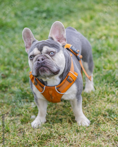 3.5-Year-Old Lilac Tan White Brindle (AKA Trindle) Male Puppy French Bulldog. Off-leash dog park in Northern California. photo