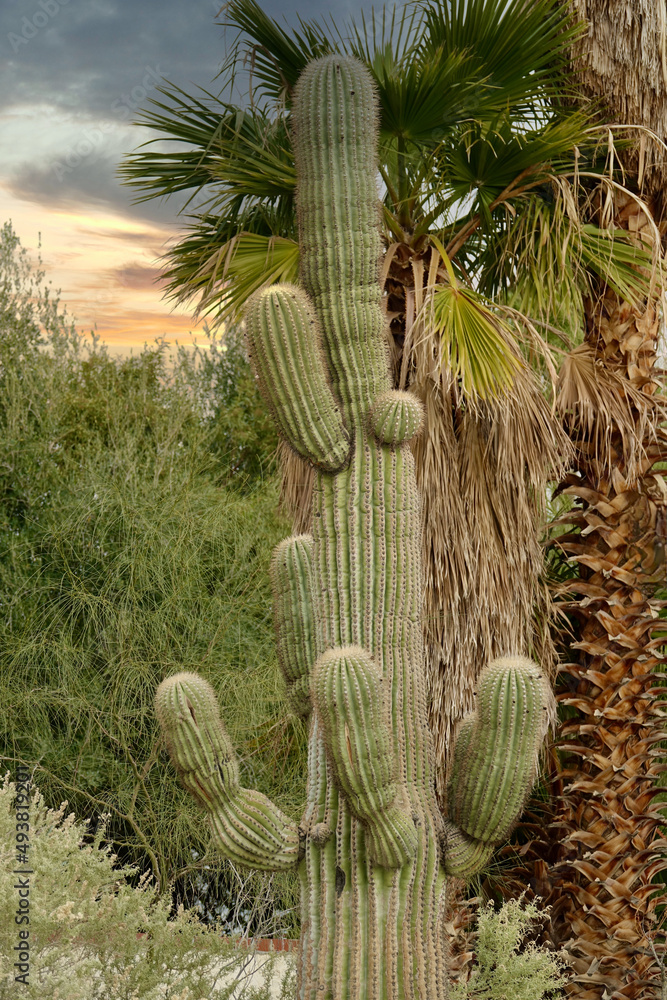 Fototapeta premium saguaro cactus in the desert before sunset