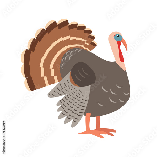 Turkey male bird isolated on white background. Domestic farm turkey Bird icon for Thanksgiving or nature design. Vector flat or cartoon illustration.