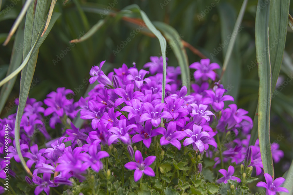 Cluster of purple flowers with foliage in background, sunlight, nobody
