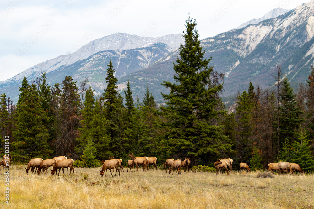 Obraz premium herd of female elk in front of tree line with mountains in background
