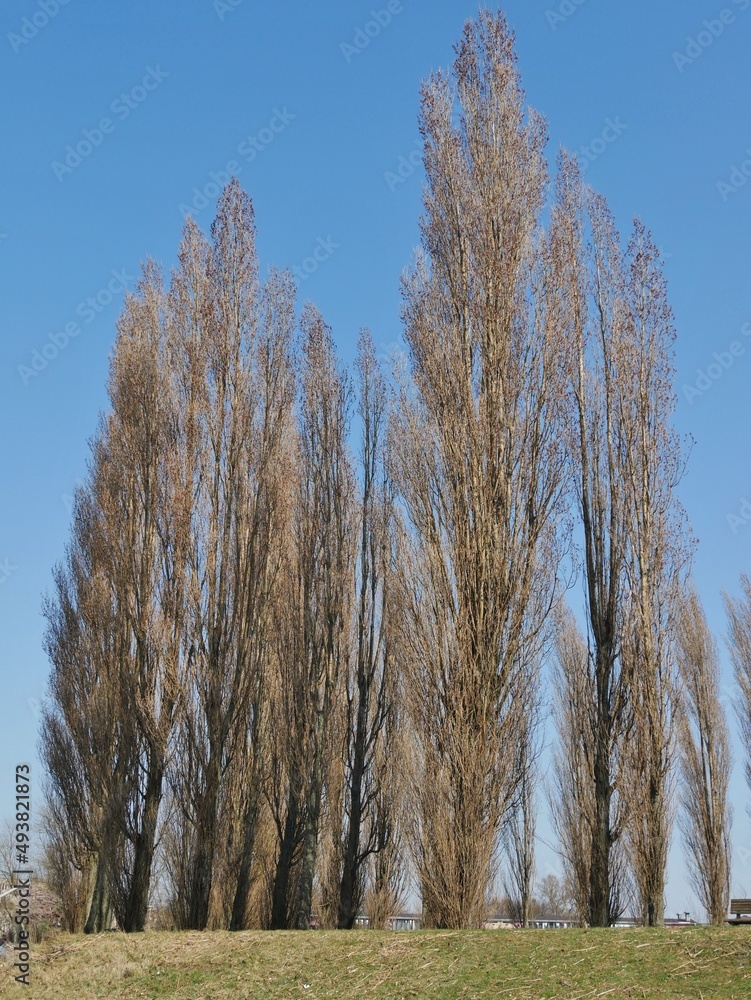 Hohe Bäume im Park Entenwerder Hamburg Hohe Bäume im Park Entenwerder Hamburg