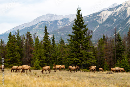 herd of female elk in front of tree line with mountains in background