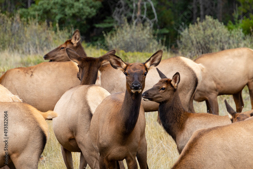 herd of female elk standing around © Amy