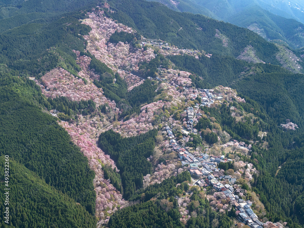 Fototapeta premium 桜の吉野