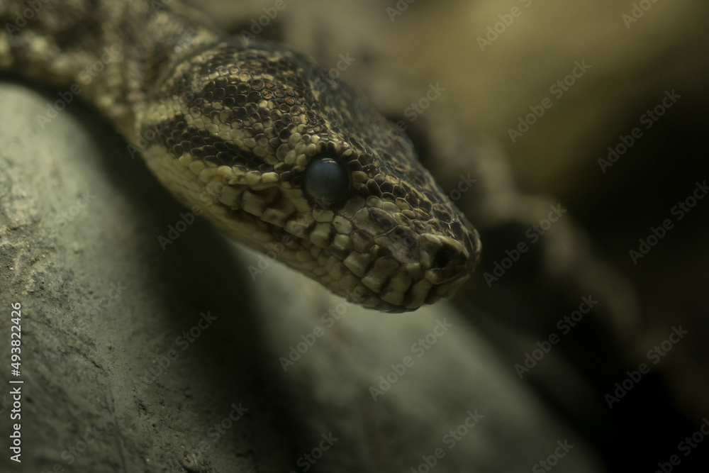 The snake