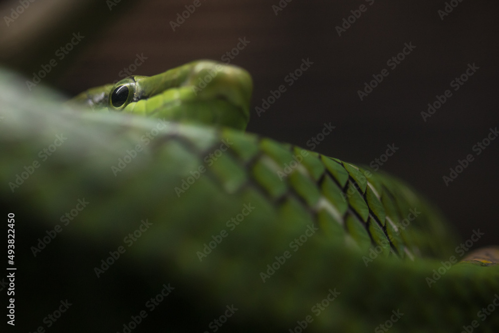 The snake