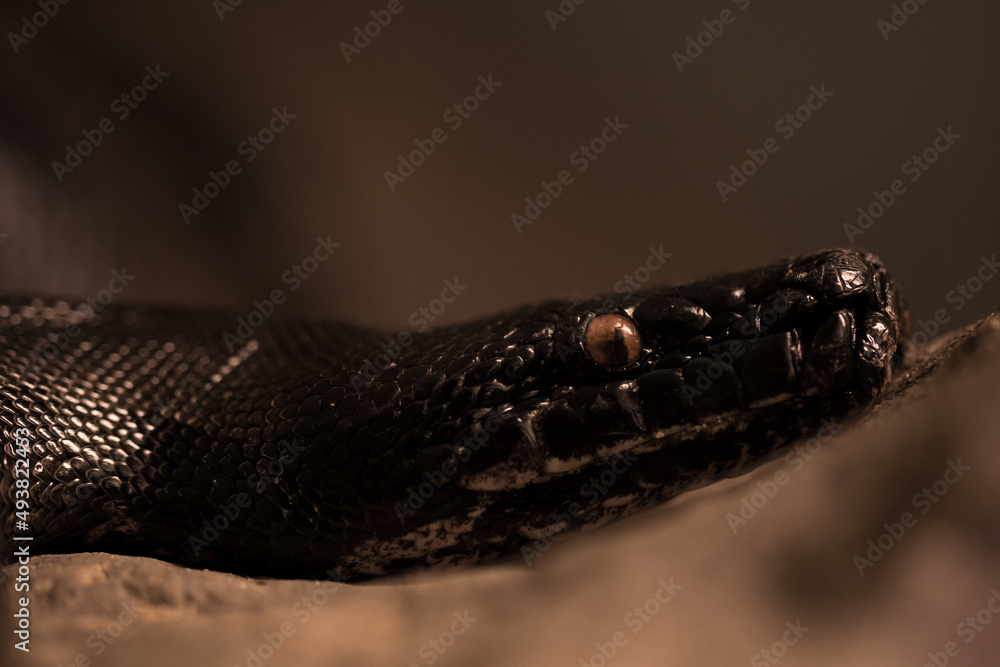 The snake