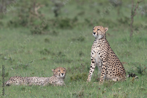 cheetah and cub in the Maasai Mara