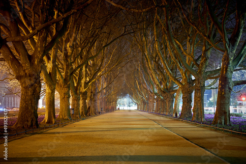 Krokusy Szczecin Thomas Foto Szczecin