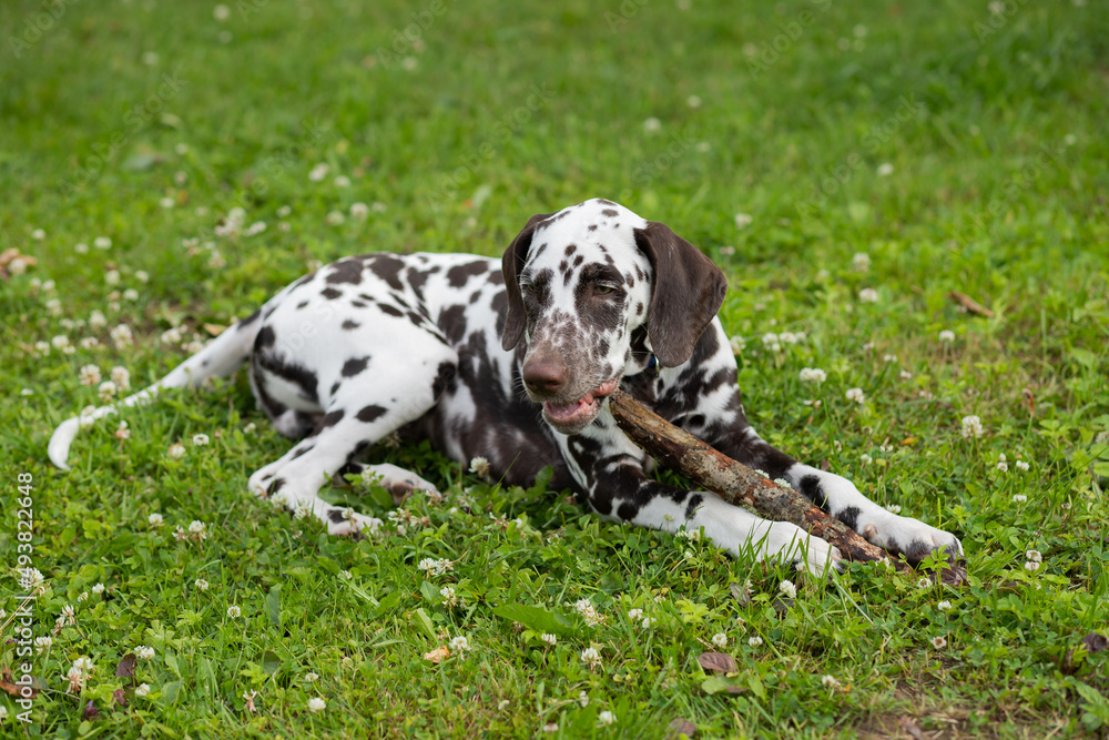 A closeup of a Brown dalmatian puppy biting stick on green grass. A dog on grass playing with and chewing a stick.Dog breed lying on the lawn biting a stick