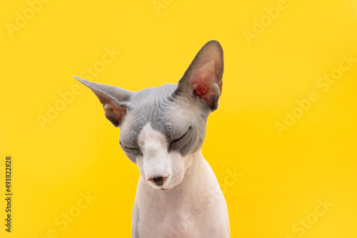 Sad or stressed sphynx cat. Isolated on yellow background photo