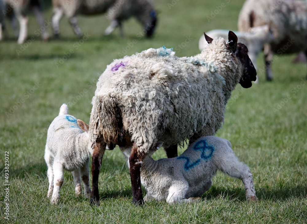 Fototapeta premium New born lambs down on the farm