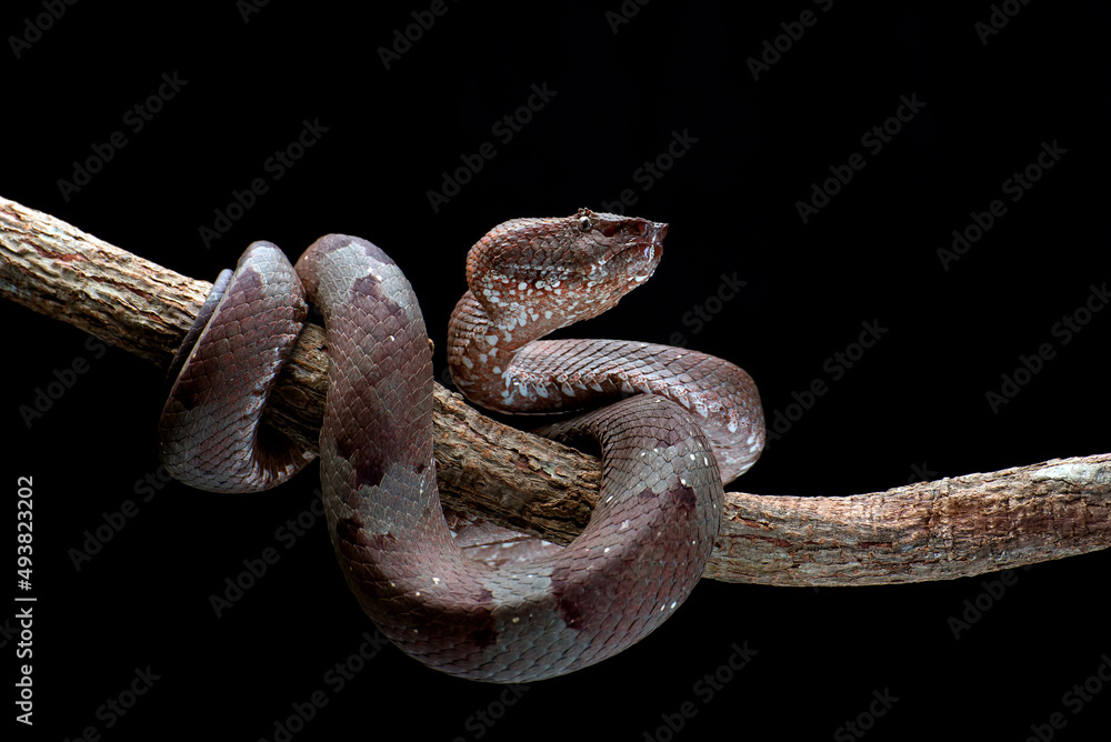 Obraz premium Flat nose pit viper coiled around a tree branch