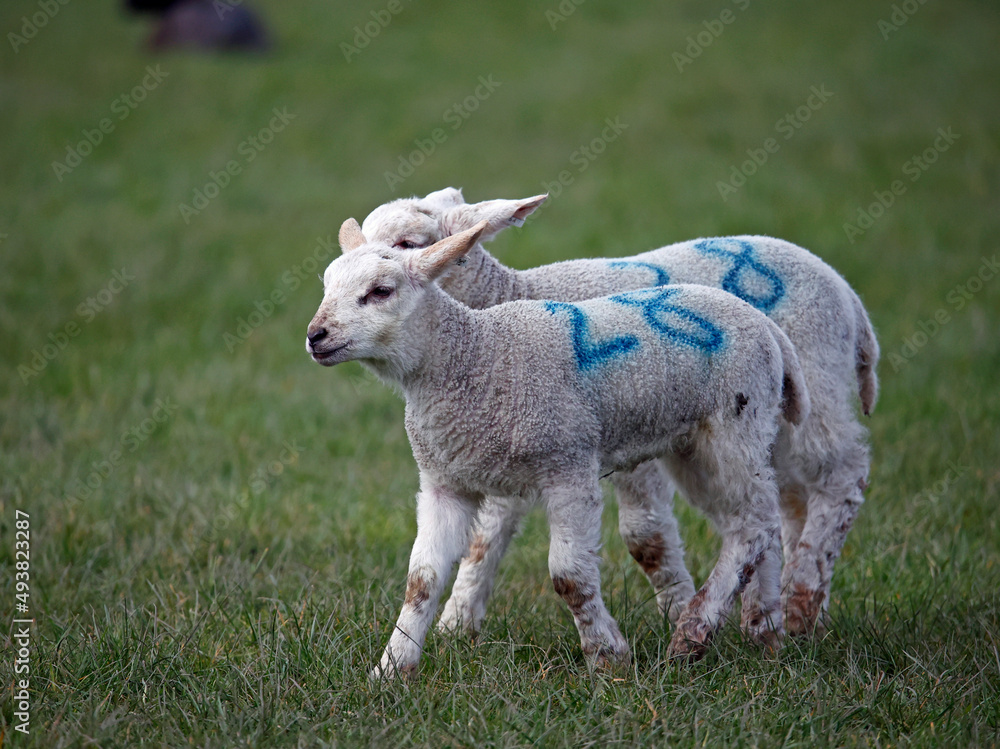 New born lambs down on the farm New born lambs down on the farm