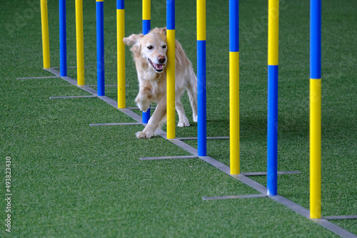 Dog agility in action. The dog is crossing the slalom sticks on synthetic grass track. The dog breed is the golden retriever.
