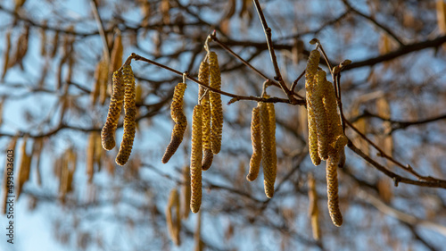 фотографія The Common hazel (Corylus avellana) male catkins in the winter.
