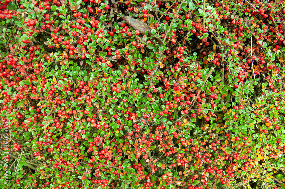 red berries and green leaves