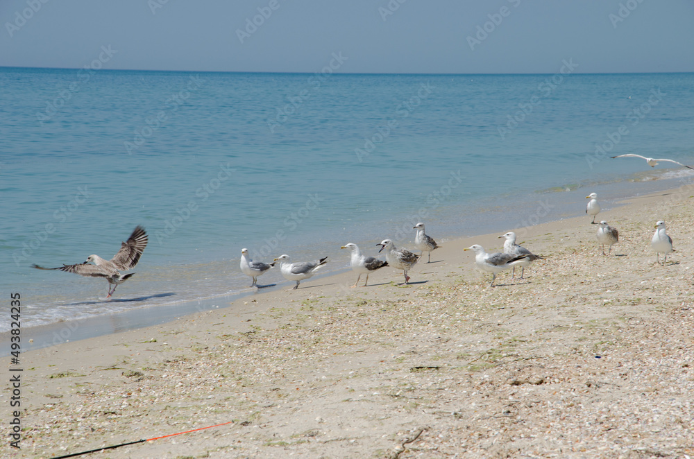 Fototapeta premium seagulls on the seaside