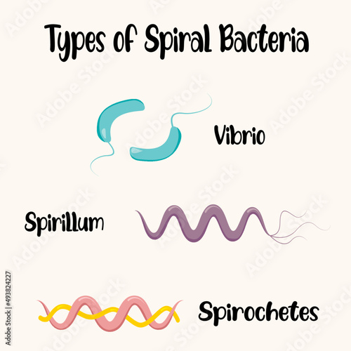 Morphology of spiral bacteria photo