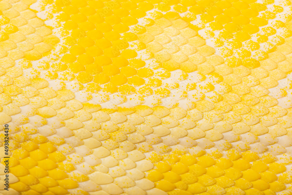 Macro yellow snake scale texture,close up view of golden python (Python ...