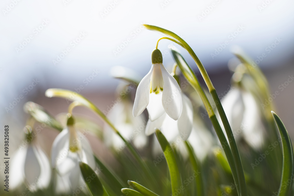 Flowering snowdrops in the garden. The first spring flowers Flowering snowdrops in the garden. The first spring flowers