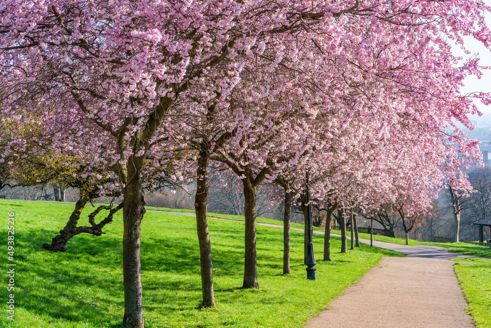 Cherry blossoms in Alexandra Park, London, UK. Selective focus Cherry blossoms in Alexandra Park, London, UK. Selective focus