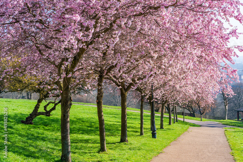 Cherry blossoms in Alexandra Park, London, UK. Selective focus