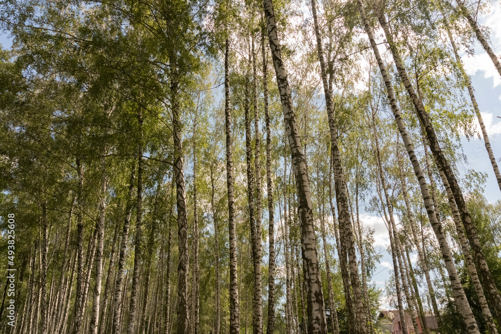 Beautiful birch grove in spring or summer time on a sunny day Beautiful birch grove in spring or summer time on a sunny day