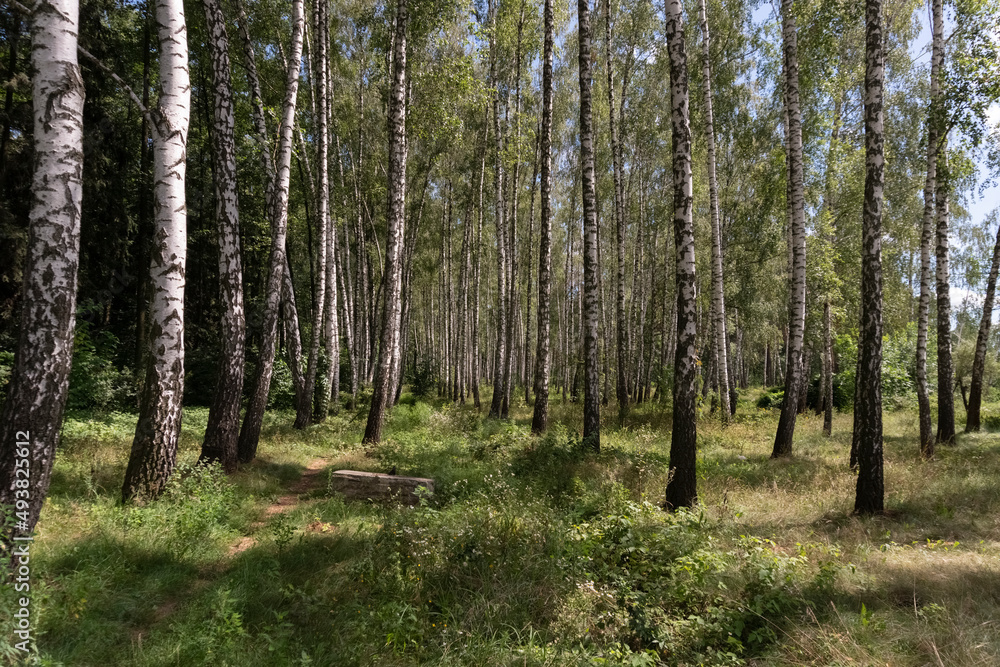 Beautiful birch grove in spring or summer time on a sunny day