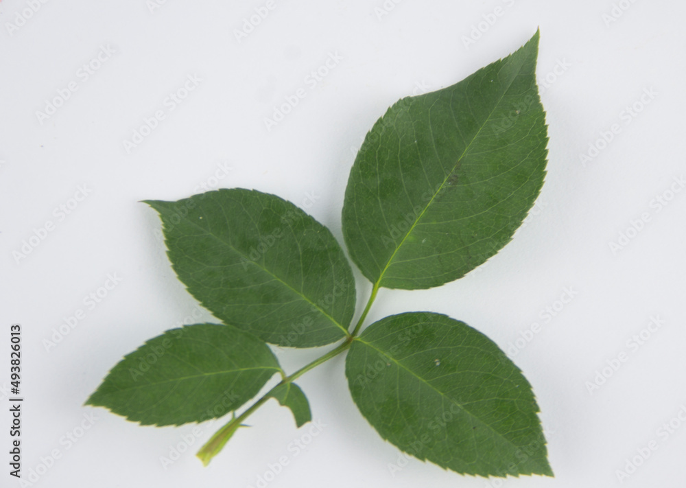 Fototapeta premium green leaves on white background