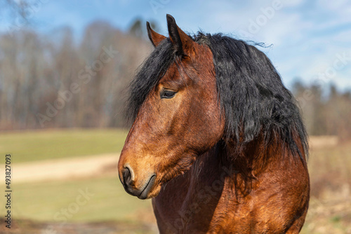Tableau sur toile Portrait of a beautiful brown South German draft horse in spring outdoors