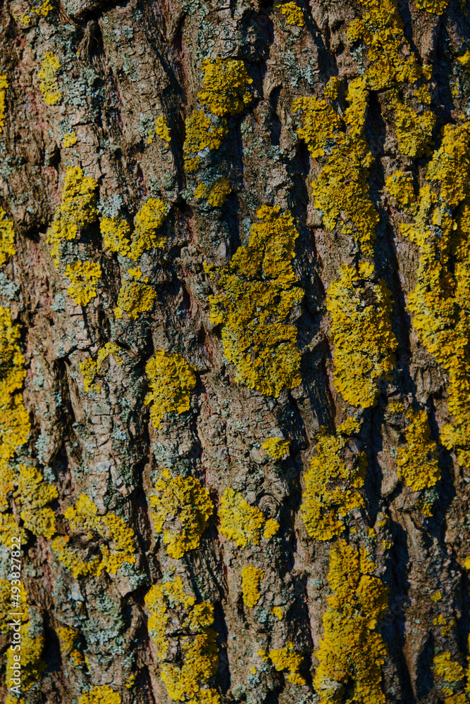 Tree bark, Natural moss texture wood background. Green moss. Tree bark, Natural moss texture wood background. Green moss.