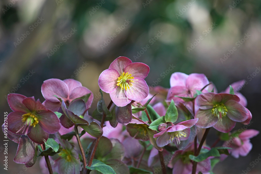 Naklejka premium Pink helleborus hybrid variety in flower
