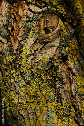 Tree bark, Natural moss texture wood background. Green moss.