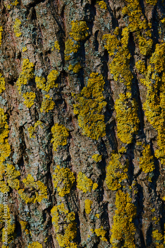 Tree bark  Natural moss texture wood background. Green moss.